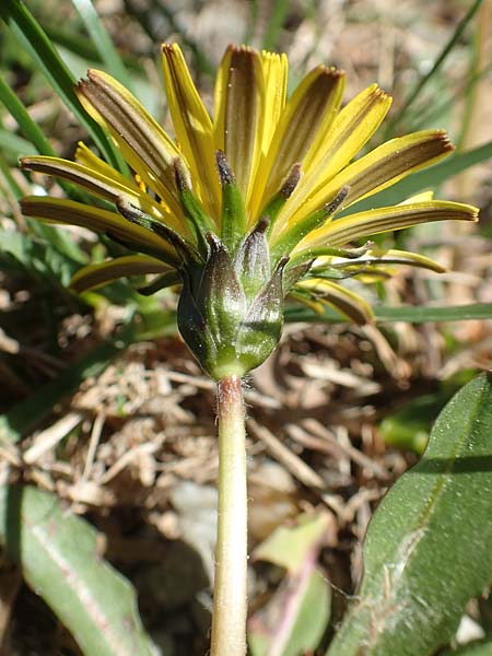 Taraxacum hollandicum \ Holl&auml;ndischer Sumpf-L�wenzahn / Dutch Marsh Dandelion, D Konstanz 24.4.2018