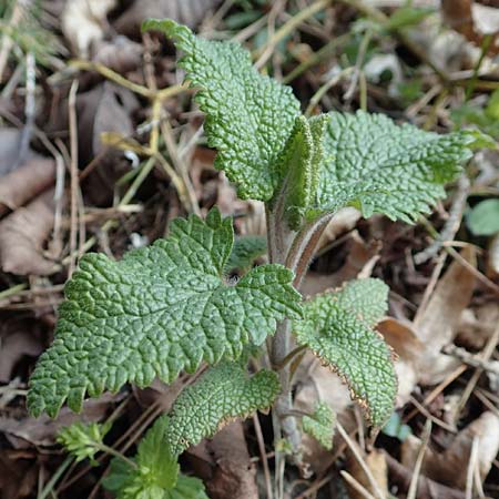 Teucrium scorodonia \ Salbei-Gamander / Wood Sage, D Schwetzingen 3.4.2020
