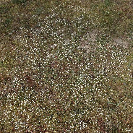 Teesdalia nudicaulis \ Kahler Bauernsenf / Shepherd's Cress, D Viernheim 7.4.2020