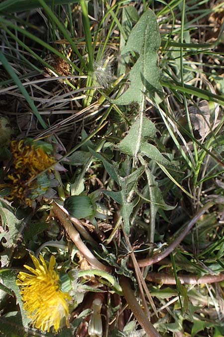 Taraxacum sp.aff. proximum \ Schwielen-L�wenzahn / Lesser Dandelion, D Mannheim 24.4.2021