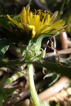 Taraxacum sp.aff. proximum \ Schwielen-L�wenzahn / Lesser Dandelion, D Mannheim 24.4.2021