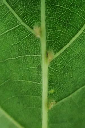 Tilia x euchlora \ Krim-Linde / Caucasian Lime, D Mannheim 18.6.2021