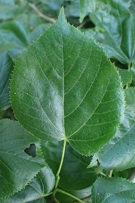 Tilia x euchlora \ Krim-Linde / Caucasian Lime, D Mannheim 18.6.2021