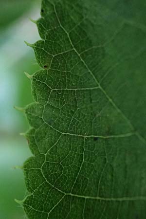 Tilia x euchlora \ Krim-Linde / Caucasian Lime, D Mannheim 18.6.2021