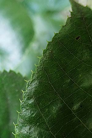 Tilia x euchlora \ Krim-Linde / Caucasian Lime, D Mannheim 18.6.2021