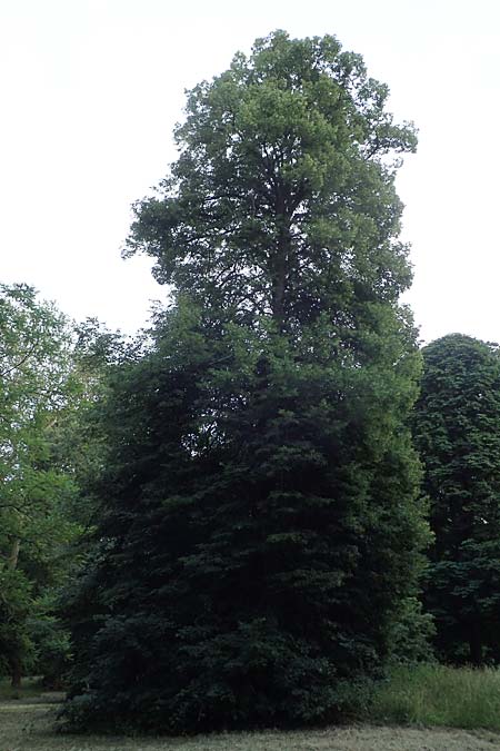 Tilia x euchlora \ Krim-Linde / Caucasian Lime, D Mannheim 18.6.2021