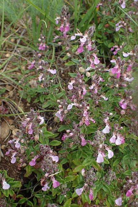 Teucrium chamaedrys \ Edel-Gamander / Wall Germander, D Gr&uuml;nstadt-Asselheim 9.7.2021