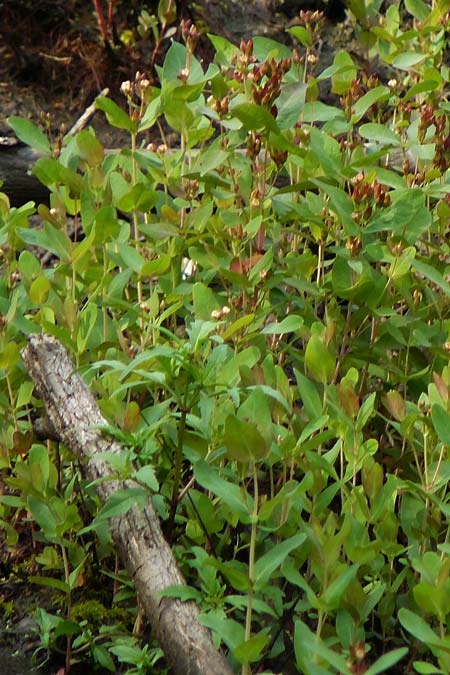 Triadenum fraseri \ Frasers Sumpf-Johanniskraut / Bog St. John's-Wort, Fraser's St. John's-Wort, D Emsdetten 21.8.2022