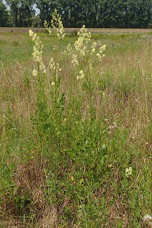 Thalictrum flavum \ Gelbe Wiesenraute / Common Meadow-Rue, D Philippsburg 7.7.2018