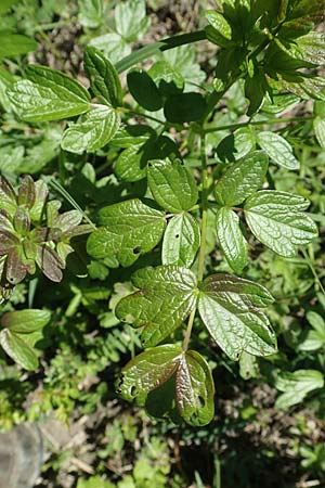 Thalictrum flavum \ Gelbe Wiesenraute / Common Meadow-Rue, D Kollerinsel 6.5.2020