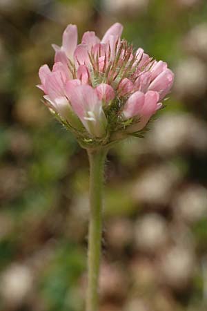 Trifolium fragiferum \ Erdbeer-Klee / Strawberry Clover, D Bochum 21.8.2022
