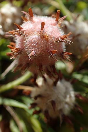 Trifolium fragiferum \ Erdbeer-Klee / Strawberry Clover, D Bochum 21.8.2022