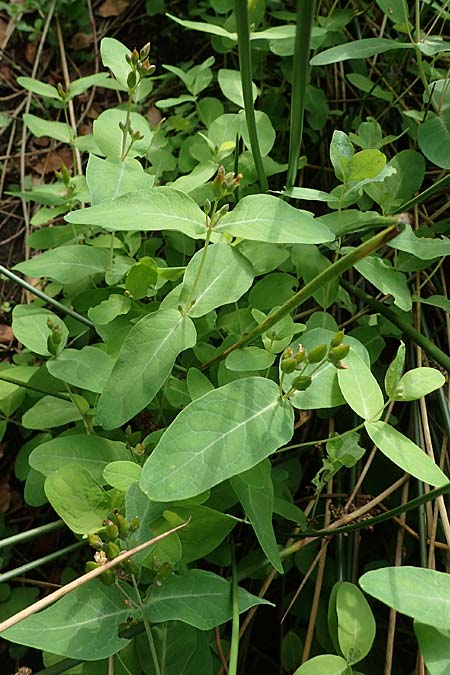 Triadenum fraseri \ Frasers Sumpf-Johanniskraut / Bog St. John's-Wort, Fraser's St. John's-Wort, D Emsdetten 21.8.2022