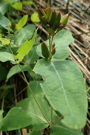 Triadenum fraseri \ Frasers Sumpf-Johanniskraut / Bog St. John's-Wort, Fraser's St. John's-Wort, D Emsdetten 21.8.2022