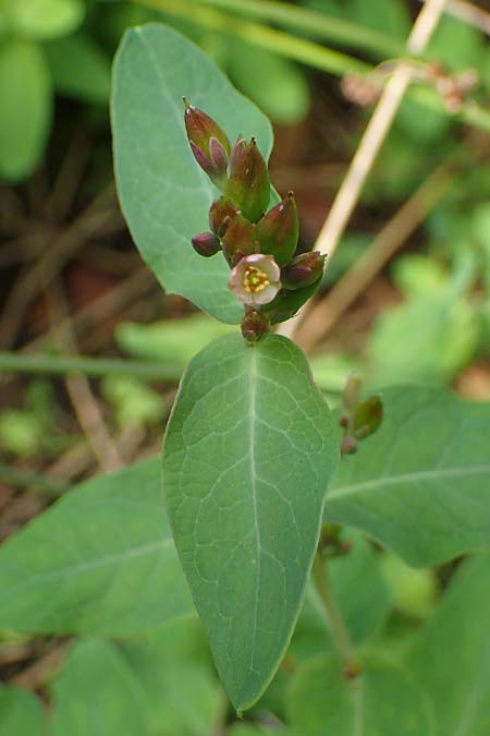 Triadenum fraseri \ Frasers Sumpf-Johanniskraut / Bog St. John's-Wort, Fraser's St. John's-Wort, D Emsdetten 21.8.2022