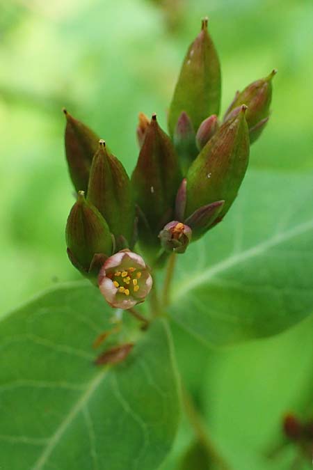 Triadenum fraseri \ Frasers Sumpf-Johanniskraut / Bog St. John's-Wort, Fraser's St. John's-Wort, D Emsdetten 21.8.2022
