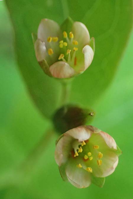 Triadenum fraseri \ Frasers Sumpf-Johanniskraut / Bog St. John's-Wort, Fraser's St. John's-Wort, D Emsdetten 21.8.2022