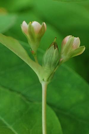 Triadenum fraseri \ Frasers Sumpf-Johanniskraut / Bog St. John's-Wort, Fraser's St. John's-Wort, D Emsdetten 21.8.2022