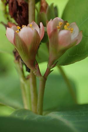 Triadenum fraseri \ Frasers Sumpf-Johanniskraut / Bog St. John's-Wort, Fraser's St. John's-Wort, D Emsdetten 21.8.2022