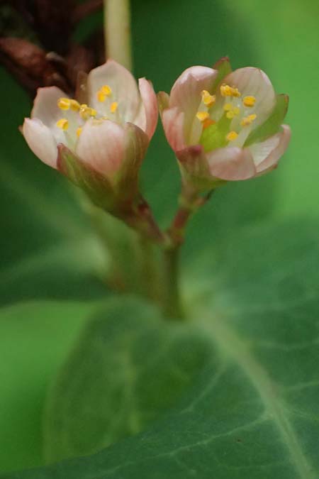 Triadenum fraseri \ Frasers Sumpf-Johanniskraut / Bog St. John's-Wort, Fraser's St. John's-Wort, D Emsdetten 21.8.2022