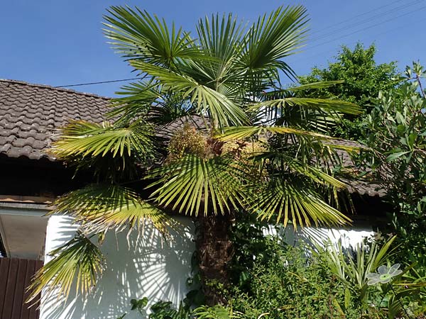 Trachycarpus fortunei \ Chinesische F�cherpalme, Tessiner Hanf-Palme / Chinese Windmill Palm, D   2.6.2023
