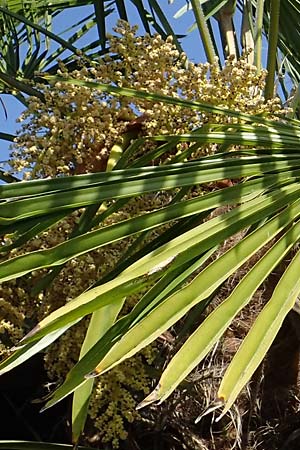 Trachycarpus fortunei \ Chinesische F�cherpalme, Tessiner Hanf-Palme / Chinese Windmill Palm, D   2.6.2023