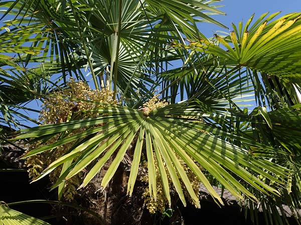 Trachycarpus fortunei \ Chinesische F�cherpalme, Tessiner Hanf-Palme / Chinese Windmill Palm, D   2.6.2023