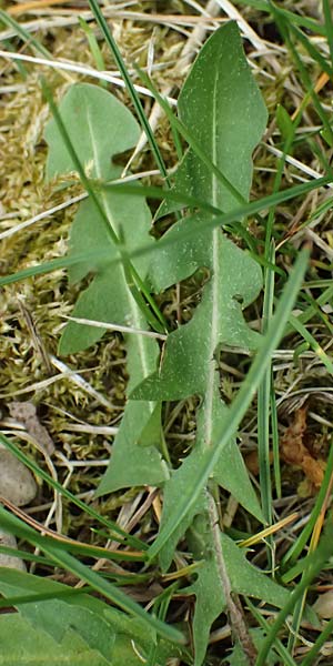 Taraxacum sp.aff. proximum \ Schwielen-L�wenzahn / Lesser Dandelion, D Mannheim 16.4.2025