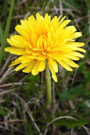 Taraxacum hollandicum \ Holl&auml;ndischer Sumpf-L�wenzahn / Dutch Marsh Dandelion, D M&uuml;nzenberg 25.4.2015