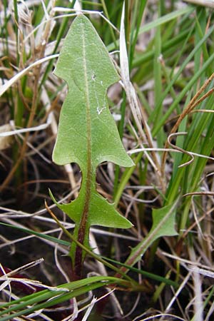 Taraxacum copidophyllum agg. \ Gro&szlig;lappiger L�wenzahn / Big-Lobed Dandelion, D M&uuml;nzenberg 25.4.2015