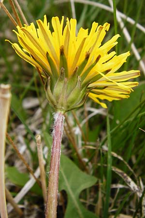 Taraxacum copidophyllum agg. \ Gro&szlig;lappiger L�wenzahn / Big-Lobed Dandelion, D M&uuml;nzenberg 25.4.2015