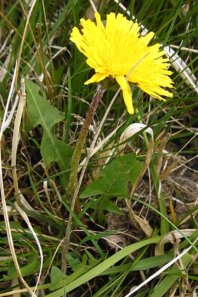 Taraxacum copidophyllum agg. \ Gro&szlig;lappiger L�wenzahn / Big-Lobed Dandelion, D M&uuml;nzenberg 25.4.2015