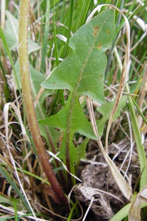 Taraxacum copidophyllum agg. \ Gro&szlig;lappiger L�wenzahn / Big-Lobed Dandelion, D M&uuml;nzenberg 25.4.2015