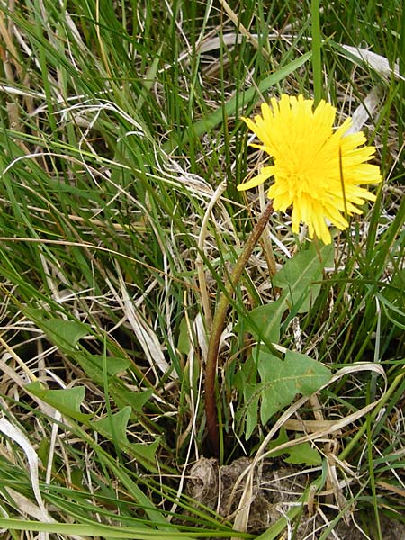 Taraxacum copidophyllum agg. \ Gro&szlig;lappiger L�wenzahn / Big-Lobed Dandelion, D M&uuml;nzenberg 25.4.2015