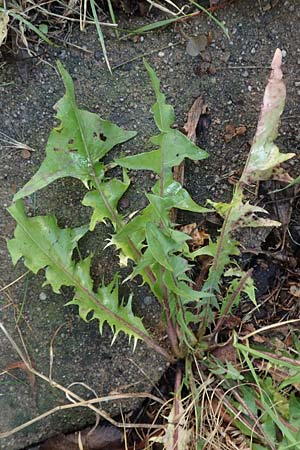 Taraxacum spec8 ? \ L�wenzahn / Dandelion, D Mannheim 8.11.2015