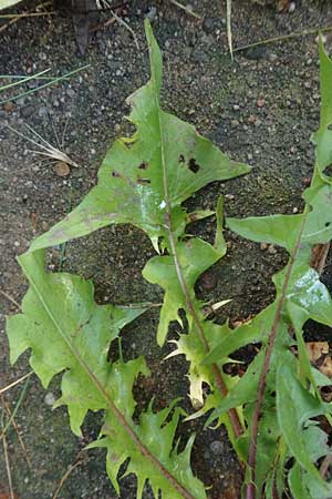 Taraxacum spec8 ? \ L�wenzahn / Dandelion, D Mannheim 8.11.2015