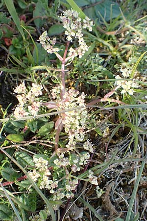 Trinia glauca \ Blaugr&uuml;ner Faserschirm / Honewort, D Neuleiningen 15.5.2019