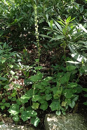 Tellima grandiflora \ Falsche Alraunwurzel, Fransenbecher / Fringe Cups, D Essen 23.5.2019