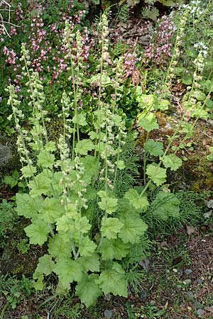 Tellima grandiflora \ Falsche Alraunwurzel, Fransenbecher / Fringe Cups, D Essen 23.5.2019