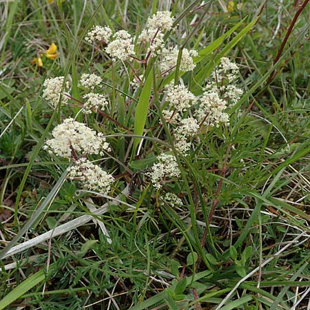 Trinia glauca \ Blaugr&uuml;ner Faserschirm / Honewort, D Neuleiningen 28.5.2021