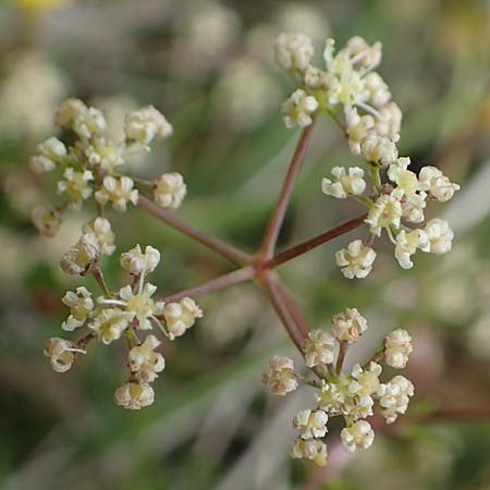 Trinia glauca \ Blaugr&uuml;ner Faserschirm / Honewort, D Neuleiningen 28.5.2021