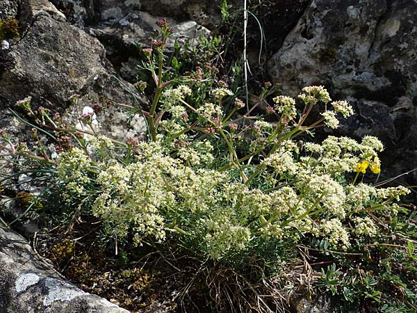 Trinia glauca \ Blaugr&uuml;ner Faserschirm / Honewort, D Herxheim am Berg 11.4.2022