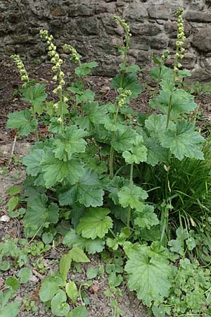 Tellima grandiflora \ Falsche Alraunwurzel, Fransenbecher / Fringe Cups, D Weinheim an der Bergstra&szlig;e, Schlosspark 21.4.2022