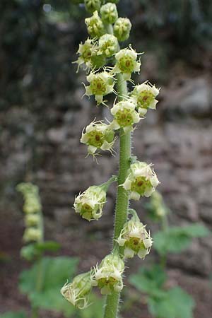 Tellima grandiflora \ Falsche Alraunwurzel, Fransenbecher / Fringe Cups, D Weinheim an der Bergstra&szlig;e, Schlosspark 21.4.2022