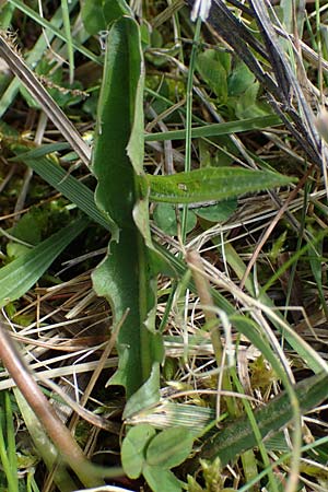 Taraxacum trilobifolium \ Stufenbl&auml;ttriger L�wenzahn / Stair-Leaved Dandelion, D R&uuml;sselsheim 21.4.2023