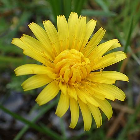 Taraxacum hollandicum \ Holl&auml;ndischer Sumpf-L�wenzahn / Dutch Marsh Dandelion, D R&uuml;sselsheim 21.4.2023