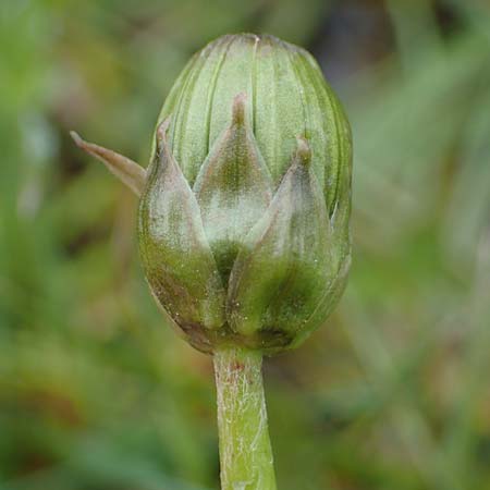 Taraxacum hollandicum \ Holl&auml;ndischer Sumpf-L�wenzahn / Dutch Marsh Dandelion, D R&uuml;sselsheim 21.4.2023