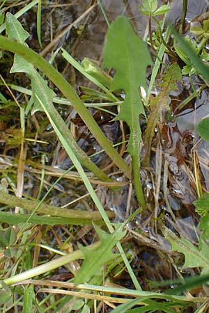 Taraxacum hollandicum \ Holl&auml;ndischer Sumpf-L�wenzahn / Dutch Marsh Dandelion, D R&uuml;sselsheim 21.4.2023