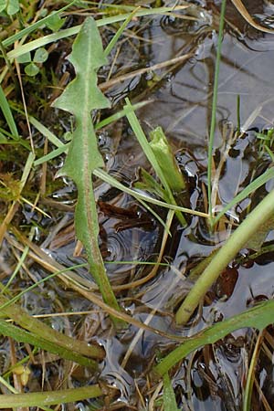 Taraxacum hollandicum \ Holl&auml;ndischer Sumpf-L�wenzahn / Dutch Marsh Dandelion, D R&uuml;sselsheim 21.4.2023