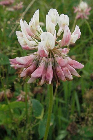 Trifolium hybridum \ Schweden-Klee / Alsike Clover, D Schwarzwald/Black-Forest, Feldberg 18.8.2007
